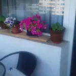 Mvk